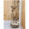 Image 1 : Asian Muntjac Full Body Taxidermy Mount