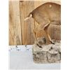 Image 3 : Asian Muntjac Full Body Taxidermy Mount