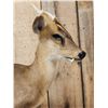Image 4 : Asian Muntjac Full Body Taxidermy Mount