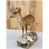 Image 5 : Asian Muntjac Full Body Taxidermy Mount