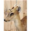 Image 6 : Asian Muntjac Full Body Taxidermy Mount