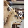 Image 7 : Asian Muntjac Full Body Taxidermy Mount
