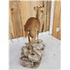 Image 8 : Asian Muntjac Full Body Taxidermy Mount