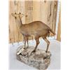 Image 9 : Asian Muntjac Full Body Taxidermy Mount