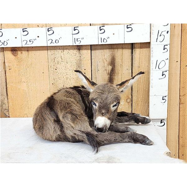 Baby Donkey Full Body Taxidermy Mount