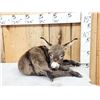 Image 1 : Baby Donkey Full Body Taxidermy Mount