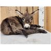 Image 2 : Baby Donkey Full Body Taxidermy Mount
