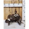 Image 3 : Baby Donkey Full Body Taxidermy Mount