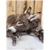 Image 4 : Baby Donkey Full Body Taxidermy Mount