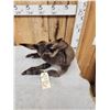 Image 5 : Baby Donkey Full Body Taxidermy Mount