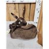 Image 6 : Baby Donkey Full Body Taxidermy Mount