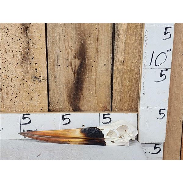 African Saddle Billed Stork Skull