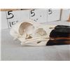 Image 4 : African Saddle Billed Stork Skull