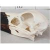 Image 5 : African Saddle Billed Stork Skull