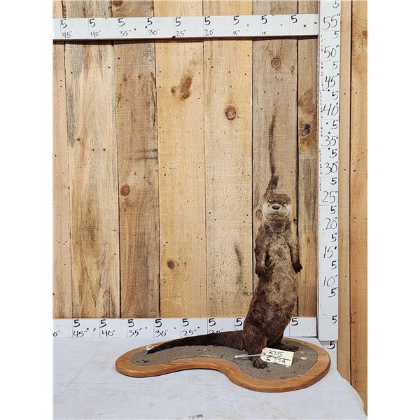 River Otter Full Body Taxidermy Mount
