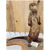 Image 2 : River Otter Full Body Taxidermy Mount