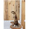 Image 3 : River Otter Full Body Taxidermy Mount