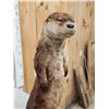 Image 4 : River Otter Full Body Taxidermy Mount