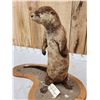 Image 5 : River Otter Full Body Taxidermy Mount