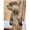 Image 6 : River Otter Full Body Taxidermy Mount