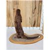 Image 7 : River Otter Full Body Taxidermy Mount