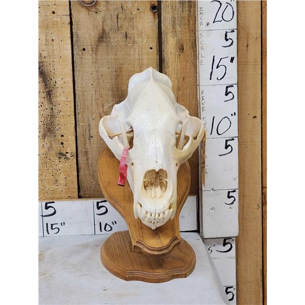 Alaskan Grizzly Bear Skull Taxidermy