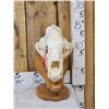 Image 1 : Alaskan Grizzly Bear Skull Taxidermy