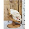 Image 2 : Alaskan Grizzly Bear Skull Taxidermy