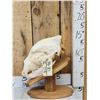 Image 3 : Alaskan Grizzly Bear Skull Taxidermy