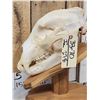 Image 4 : Alaskan Grizzly Bear Skull Taxidermy