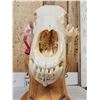 Image 5 : Alaskan Grizzly Bear Skull Taxidermy