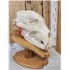 Image 6 : Alaskan Grizzly Bear Skull Taxidermy