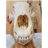 Image 7 : Alaskan Grizzly Bear Skull Taxidermy