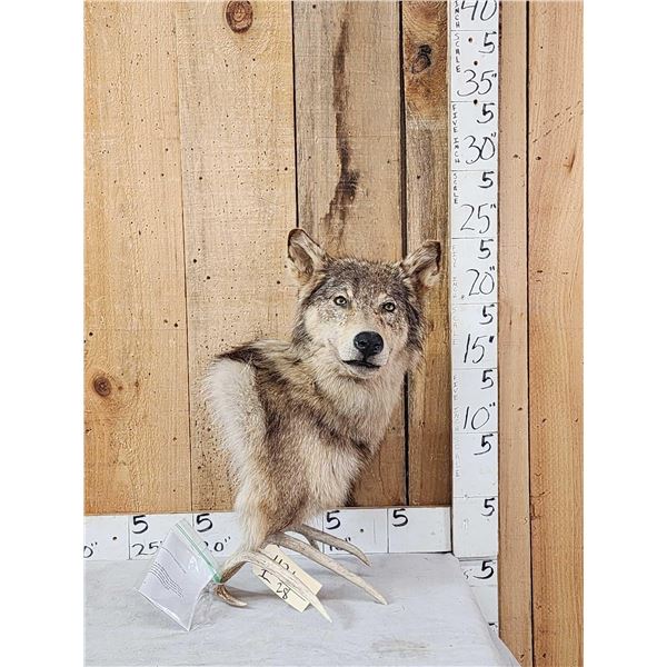 Wolf Table Top Pedestal Taxidermy Mount
