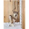 Image 1 : Wolf Table Top Pedestal Taxidermy Mount
