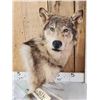 Image 2 : Wolf Table Top Pedestal Taxidermy Mount