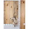 Image 3 : Wolf Table Top Pedestal Taxidermy Mount