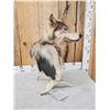 Image 4 : Wolf Table Top Pedestal Taxidermy Mount