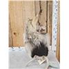 Image 5 : Wolf Table Top Pedestal Taxidermy Mount