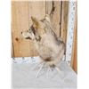 Image 6 : Wolf Table Top Pedestal Taxidermy Mount