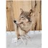 Image 7 : Wolf Table Top Pedestal Taxidermy Mount