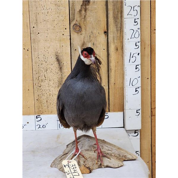 Chinese Blue Eared Pheasant Full Body Bird Taxidermy