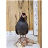 Image 1 : Chinese Blue Eared Pheasant Full Body Bird Taxidermy