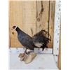 Image 2 : Chinese Blue Eared Pheasant Full Body Bird Taxidermy