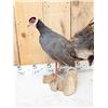 Image 3 : Chinese Blue Eared Pheasant Full Body Bird Taxidermy