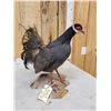 Image 4 : Chinese Blue Eared Pheasant Full Body Bird Taxidermy