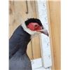 Image 5 : Chinese Blue Eared Pheasant Full Body Bird Taxidermy