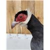 Image 6 : Chinese Blue Eared Pheasant Full Body Bird Taxidermy