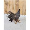 Image 7 : Chinese Blue Eared Pheasant Full Body Bird Taxidermy