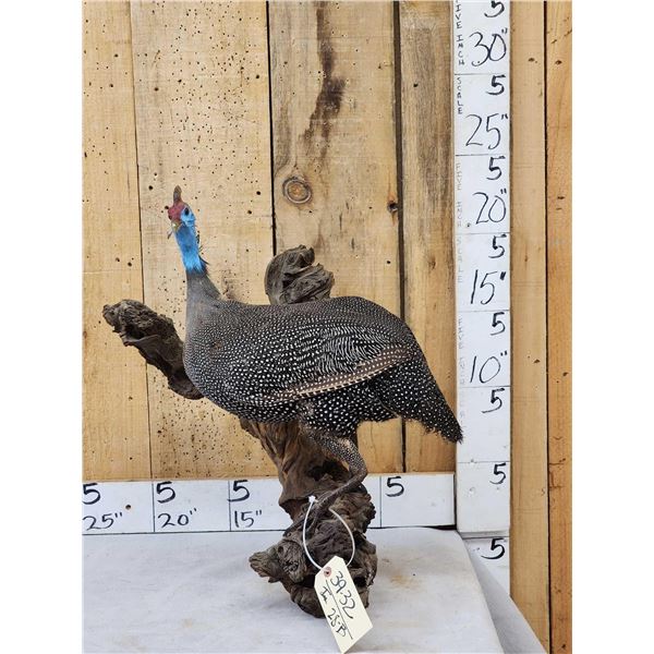 African Helmeted Guinea Fowl Full Body Bird Taxidermy